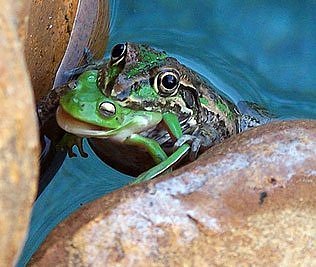Brasca ce mananca alta broasca