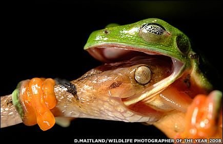 Sarpe ce mananca o broasca