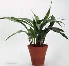 Aspidistra elatior