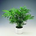 Chamaedorea elegant