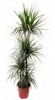 Dracaena marginata