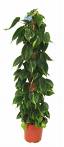 Epipremnum