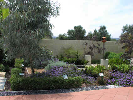 Gradina australiana