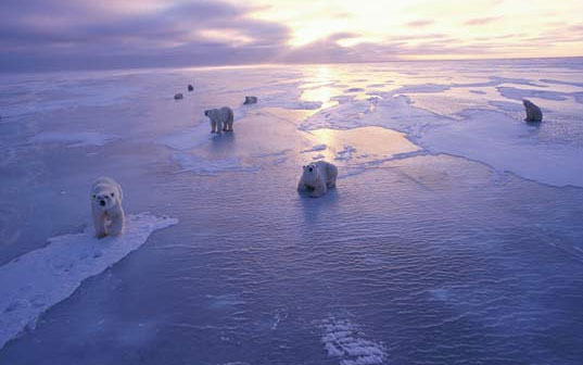 Topirea ghetarilor arctici