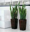 Sanseveria