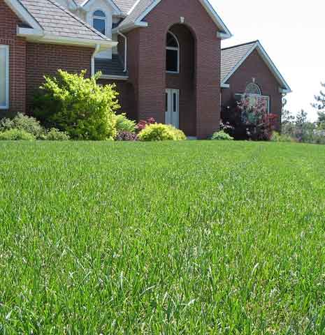 Peluza din fata casei